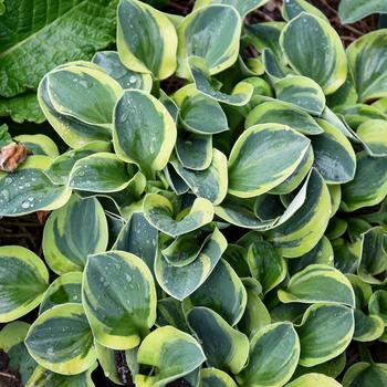 Hosta ''Mighty Mouse'' (Hosta, Plantain Lily) - Mighty Mouse Hosta, Plantain Lily