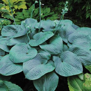 Hosta ''Humpback Whale'' (Hosta, Plantain Lily) - Humpback Whale Hosta, Plantain Lily