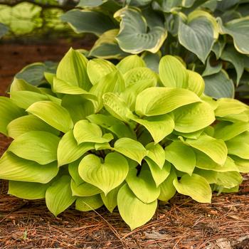 Hosta ''Fire Island'' (Plantain Lily) - Fire Island Plantain Lily