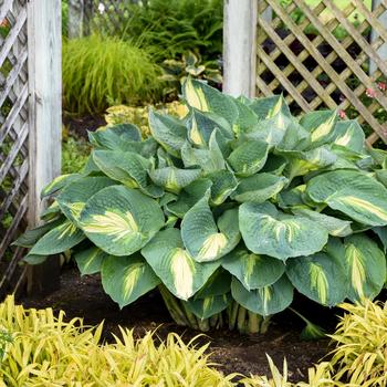 Hosta ''Hudson Bay'' PP23598, Can 4947 (Hosta) - Shadowland® Hudson Bay