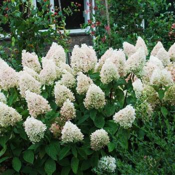 Hydrangea paniculata ''Bokrathirteen'' PP21778 (Hydrangea) - Sweet Summer Hydrangea