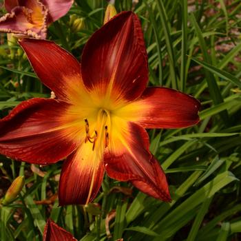 Hemerocallis ''Ruby Spider'' (Daylily) - Rainbow Rhythm® Ruby Spider