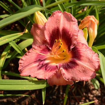Hemerocallis ''Wineberry Candy'' (Designer Daylily™) - Wineberry Candy Designer Daylily™