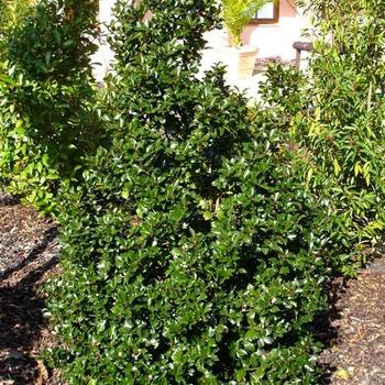 Ilex x meserveae ''Blue Prince'' (Holly) - Blue Prince Holly