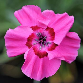 Dianthus allwoodii ''Bumbleberry Pie'' (Dianthus) - American Pie® Bumbleberry Pie