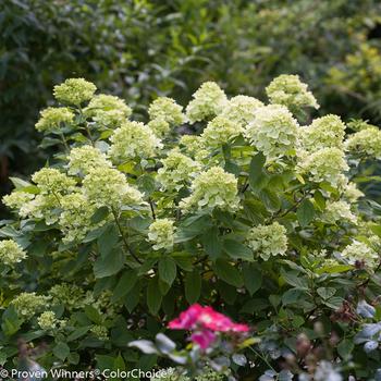 Hydrangea paniculata ''Jane'' PP 22,330, Can 3,914 (Panicle Hydrangea) - Little Lime® Panicle Hydrangea