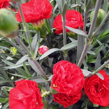 Dianthus - Early Bird™ 'Radiance'