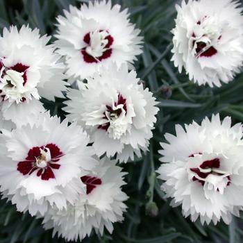 Dianthus ''Wp10Hel01'' (Dianthus) - Premier™ Silver Star