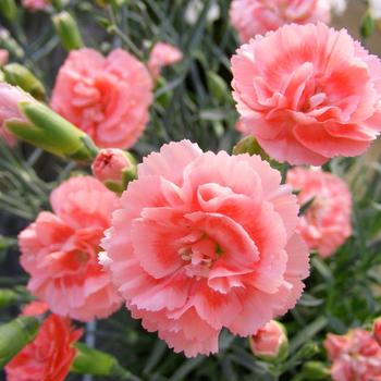 Dianthus ''WP09 Wen04'' PP21843 (Dianthus) - Scent First® Romance