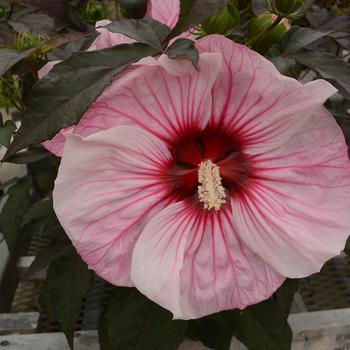 Hibiscus ''Cherry Choco Latte'' PPAF (Rose Mallow) - Summerific® Cherry Choco Latte