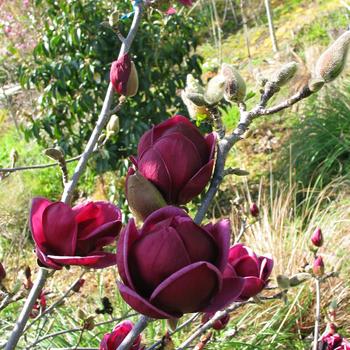 Magnolia ''Genie'' PP20748 (Magnolia) - Genie Magnolia