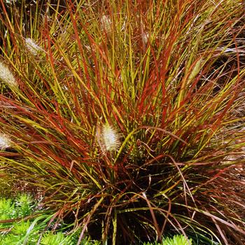 Pennisetum alopecuroides ''Burgundy Bunny'' PP21917 (Fountain Grass) - Burgundy Bunny Fountain Grass