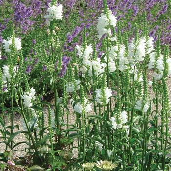 Physostegia virginiana ''Miss Manners'' PP12637 (Obedient Plant) - Miss Manners Obedient Plant