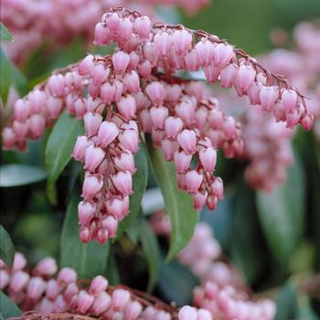 Pieris japonica ''Katsura'' PP15452 (Lily of the Valley Shrub) - Katsura Lily of the Valley Shrub