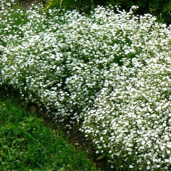 Gypsophila repens ''Alba'' (Creeping Baby''s Breath) - Creeping Baby''s Breath