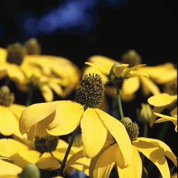 Rudbeckia laciniata - 'Herbstonne' Black-Eyed Susan