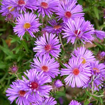 Aster novi-belgii (New York Aster) - New York Aster