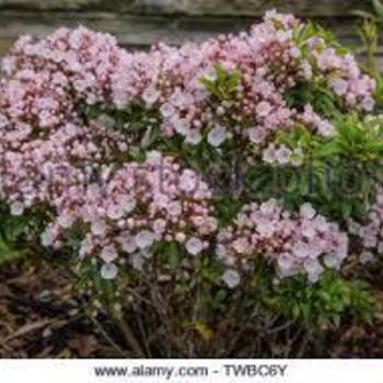 Kalmia latifolia ''Elf'' (Dwarf Mountain Laurel) - Elf Dwarf Mountain Laurel