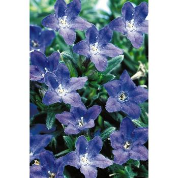 Lithodora ''Multiple Varieties'' (Lithodora) - Multiple Varieties Lithodora