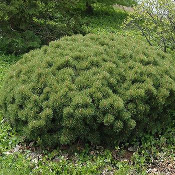 Pinus mugo ''Slowmound'' (Mugo Pine) - Slowmound Mugo Pine