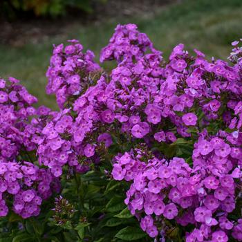 Phlox paniculata (Tall Garden Phlox) - Garden Girls™ 'Cover Girl'