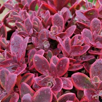 Sedum ''Wildfire'' (Stonecrop) - Sunsparkler® Wildfire