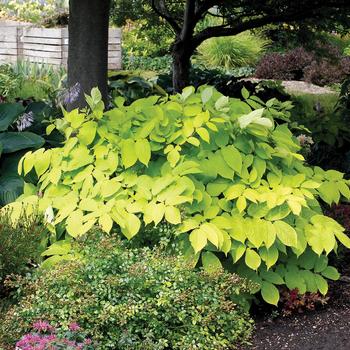 Aralia cordata ''Sun King'' (Japanese Spikenard) - Sun King Japanese Spikenard