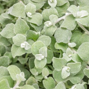 Helichrysum petiolare ''White Licorice'' (Licorice Plant) - Proven Accents® White Licorice