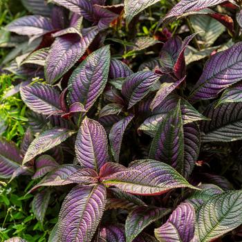 Persian Shield