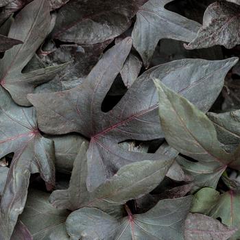 Ipomoea batatas ''Blackie'' (Ipomoea, Sweet Potato Vine) - Blackie Ipomoea, Sweet Potato Vine