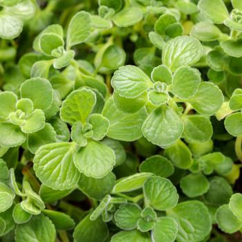 Plectranthus ''Cerveza ''n Lime'' (Swedish Ivy) - Cerveza ''n Lime Swedish Ivy