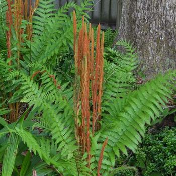 Osmundastrum cinnamomea (Cinnamon fern) - Cinnamon fern