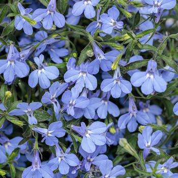 Lobelia erinus ''WNLOLASKBL'' PP32655 and Can. PBRAF (Lobelia) - Laguna® Sky Blue