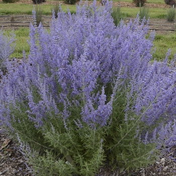 Perovskia atriplicifolia ''Denim ''n Lace'' PP28445, Can 5568 (Russian Sage) - Denim ''n Lace Russian Sage
