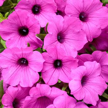 Petunia ''WNPESVJAZ'' PPAF, Can PBRAF (Petunia) - Supertunia Vista® Jazzberry®