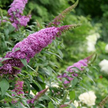 Buddleia ''SMNBDB'' PPAF, Can PBRAF (Butterfly Bush) - Butterfly Bush