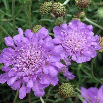 Scabiosa columbaria ''Butterfly Blue'' (Pincushion Flower) - Butterfly Blue Pincushion Flower