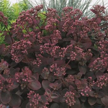 Sedum ''Cherry Tart'' PP24603 (Stonecrop) - Sunsparkler® Cherry Tart