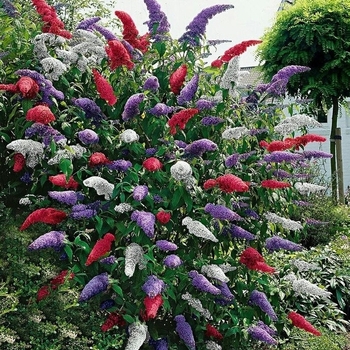 Buddleia davidii ''Fourth of July'' Grefoi (Butterfly Bush) - Fourth of July Butterfly Bush