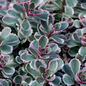 Tricolor Stonecrop