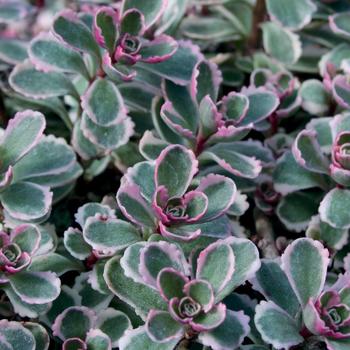 Sedum spurium ''Tricolor'' (Stonecrop) - Tricolor Stonecrop