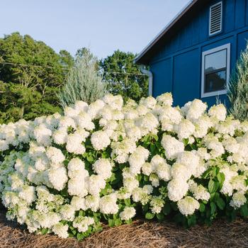 Hydrangea paniculata 'Bailpanone' PP32549 - Little Hottie® 