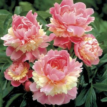 Paeonia lactiflora ''Sorbet'' (Peony) - Sorbet Peony