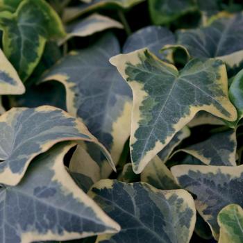 Hedera helix ''Goldchild'' (English Ivy) - Goldchild English Ivy