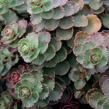Sedum spurium ''Dragon''s Blood (Roseum)'' (Stonecrop) - Dragon''s Blood (Roseum) Stonecrop