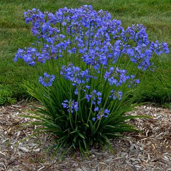 Agapanthus ''Little Galaxy'' PPAF (African Lily) - Little Galaxy African Lily