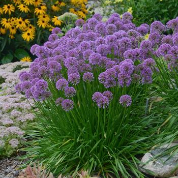 Allium ''Millenium'' (Ornamental Onion) - Millenium Ornamental Onion