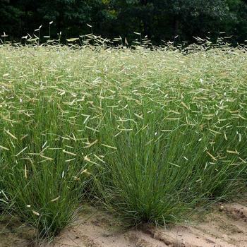 Bouteloua gracilis ''Blonde Ambition'' (Blue Grama Grass) - Blonde Ambition Blue Grama Grass