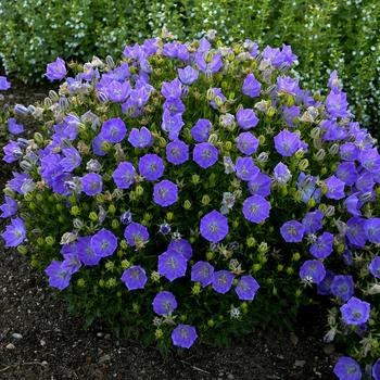 Campanula carpatica ''Rapido Blue'' (Bellflower) - Rapido Blue Bellflower