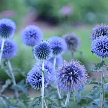 Echinops bannaticus ''Blue Glow'' (Globe Thistle) - Blue Glow Globe Thistle